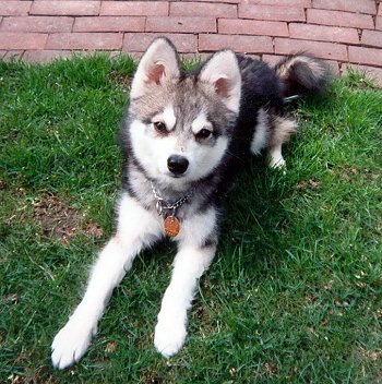 kleekai.jpg