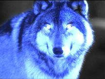 BlueWolf_sm2.jpg