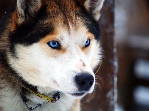 another-picture-husky.jpg