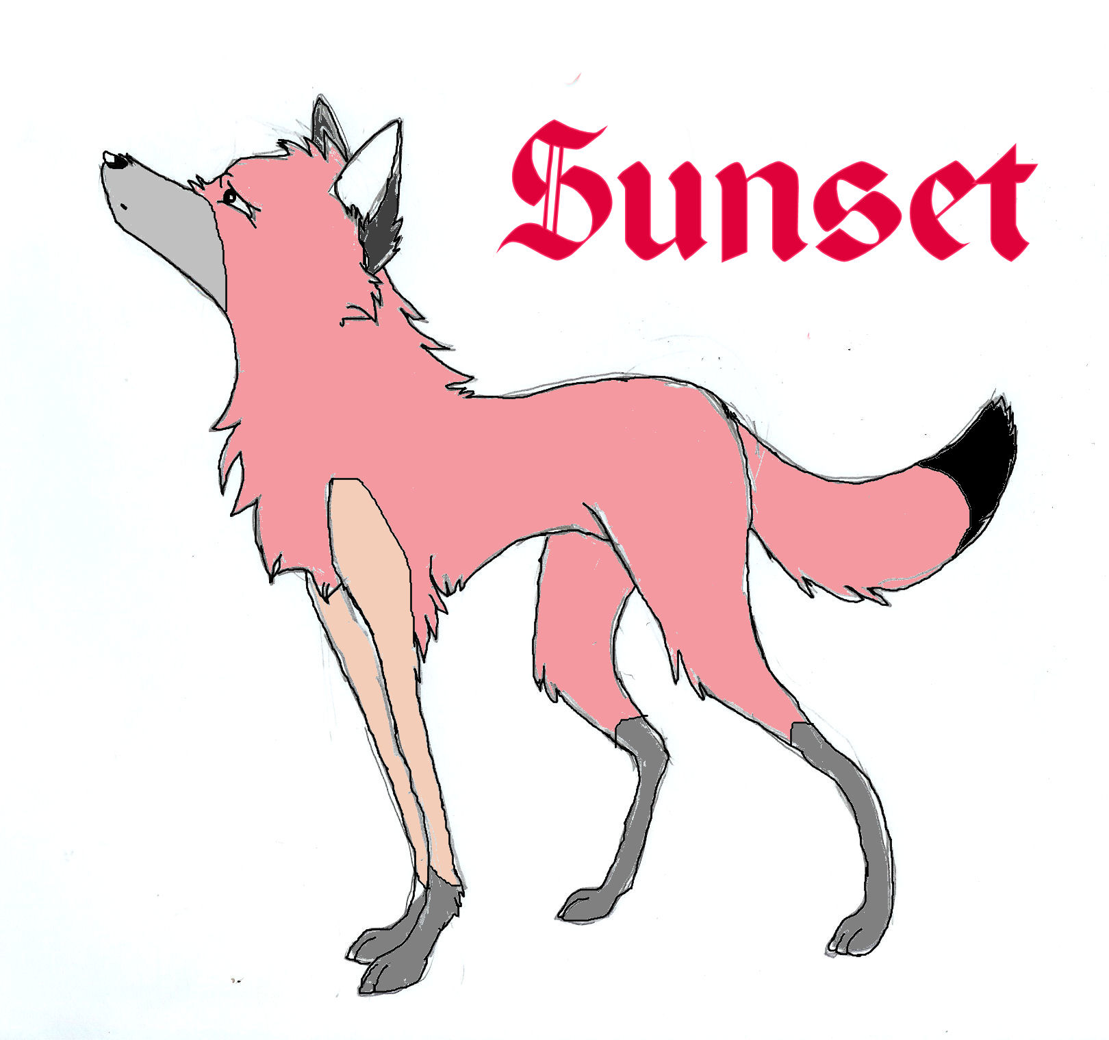 adopt Sunset.jpg