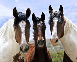 horses.jpg