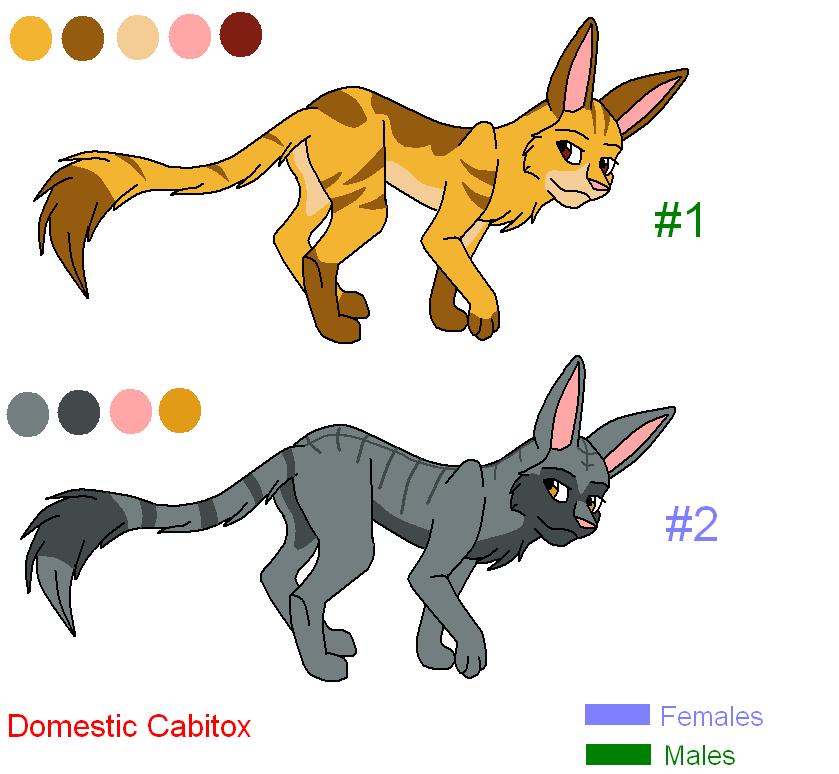 crissy's domestic cabitox's.JPG