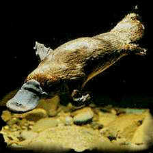 platypus.jpg