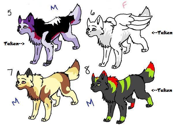 Wolf Adoption III.jpg