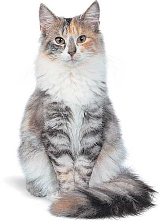 Norwegian Forest cat.png