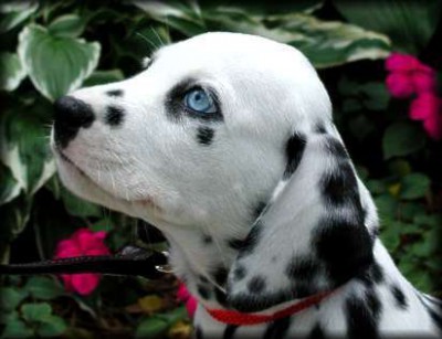 Blueeye1.jpg