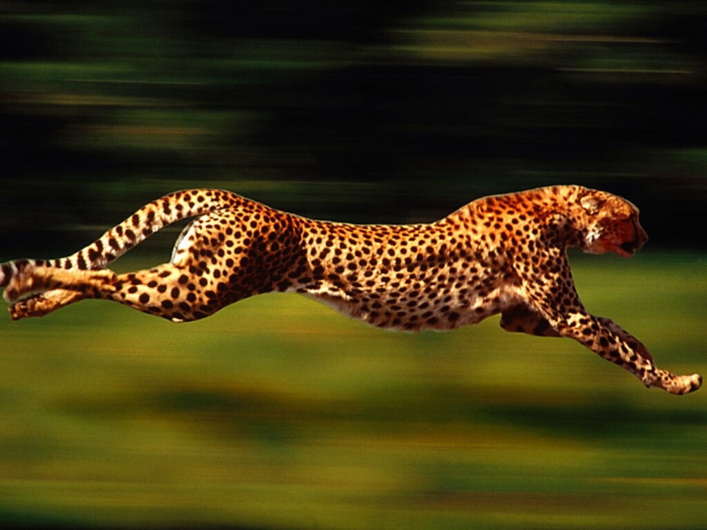 High%20Velocity,%20Cheetah.jpg