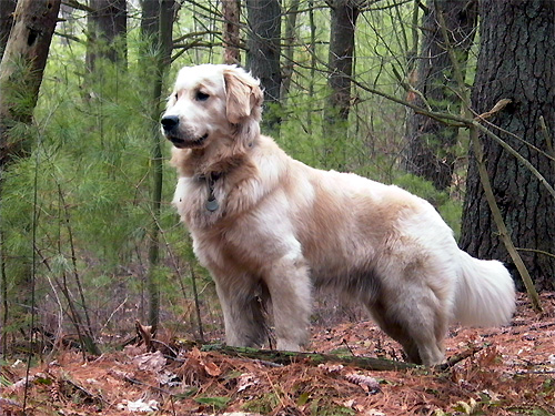 white-golden-retriever-wikipedia.jpg