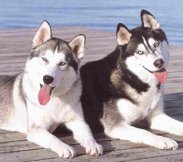 husky18.jpg