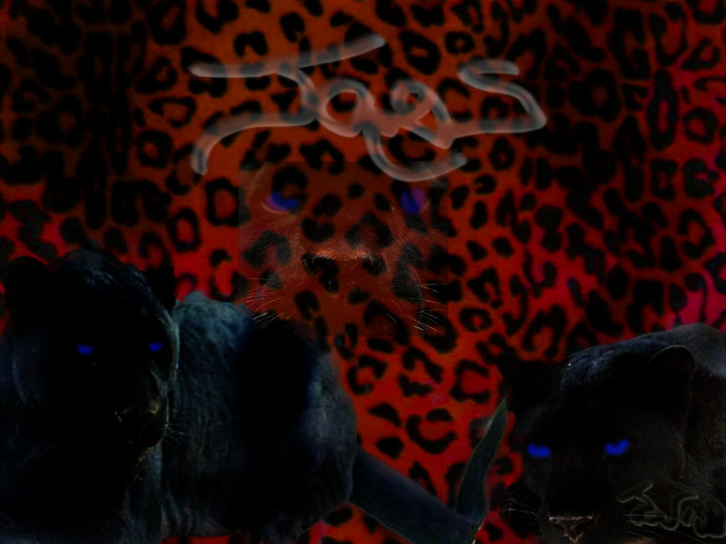 Jaguar copy.jpg