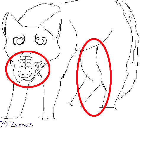 zasha.png