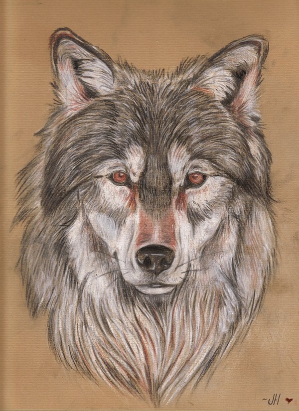 Wolf_by_UlveHunden.jpg