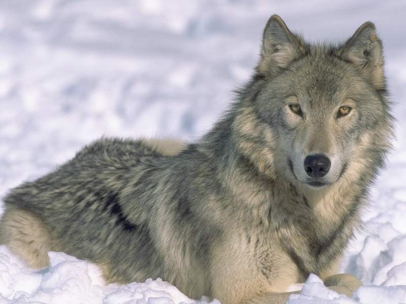 33a8b347423e7252f21a1bfe561c8c52_7art_Angry_Wolves_ScreenSaver.jpg