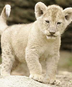 lion.jpg