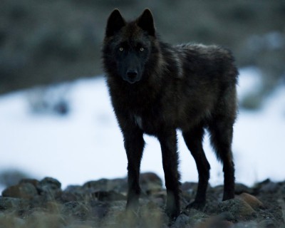 black wolf.jpg