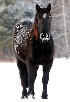 HORSE.png