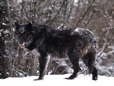 timber_wolf.jpg