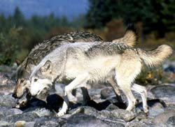 gray_wolf.jpg