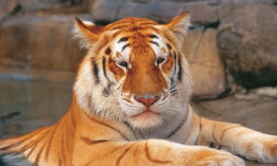 DW-Wildlife-Tigers-Rama.jpg