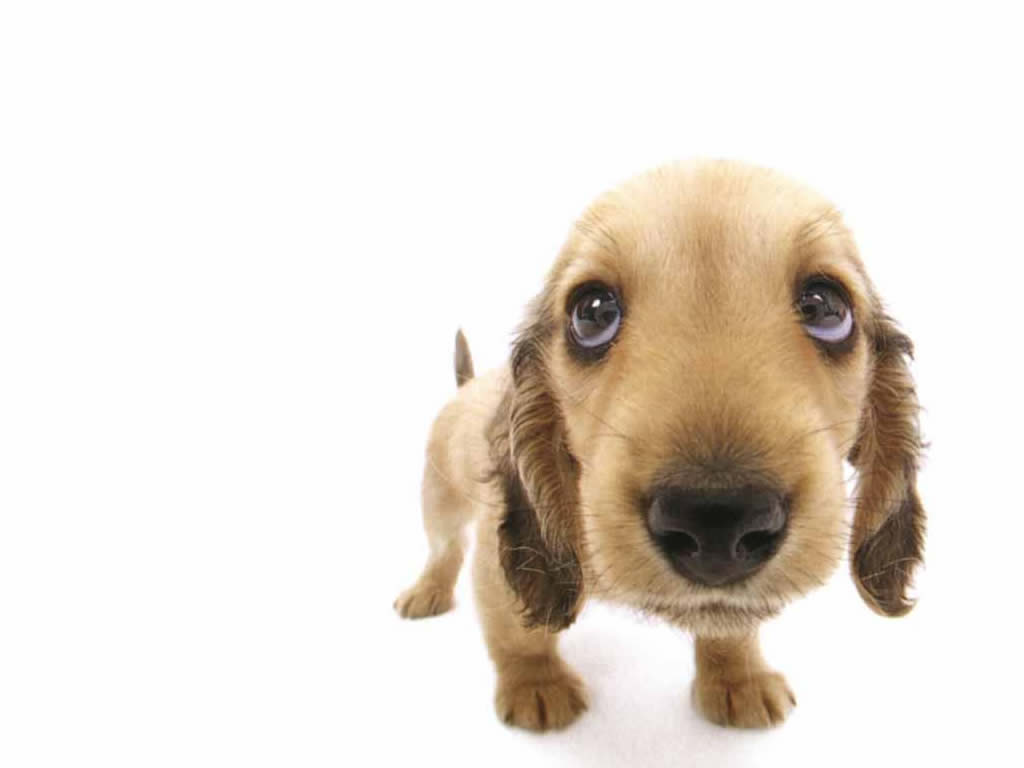 5648-puppy-css-txt.jpg