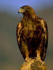 eagle4.jpg
