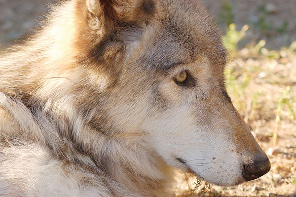 lakota_wolf~s600x600.jpg