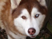 180px-Siberian_Husky_copper_bi-eye.jpg