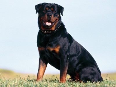 Rottweiler.jpg