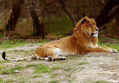 Liger4.jpg