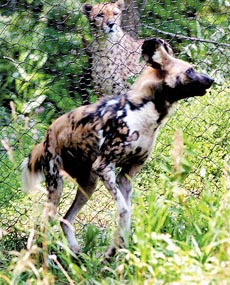 20060701lfWildDog_230.jpg