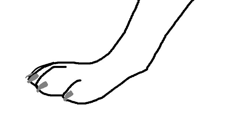 Paw.JPG