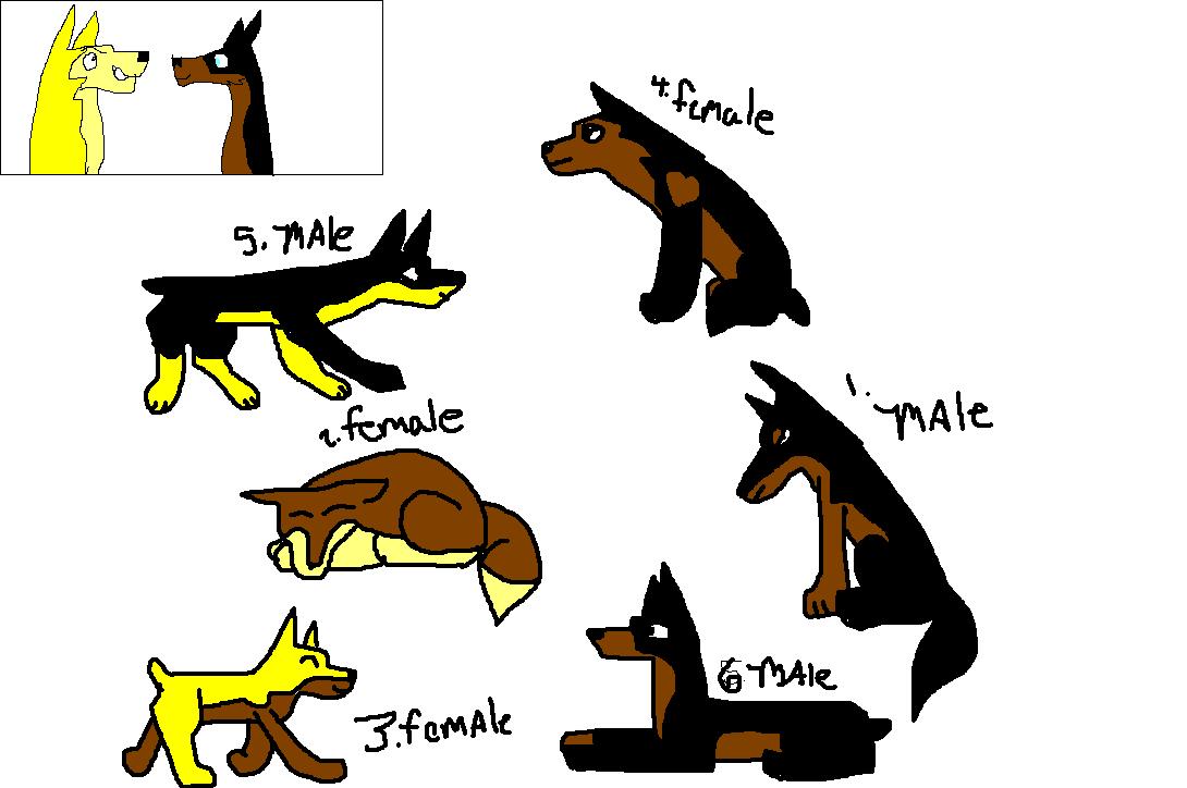 to adopt 2.JPG