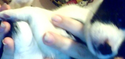 Snapshot_20100124_2.jpg