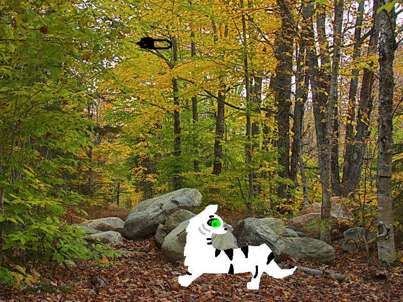 Rocky Forest Path.jpg