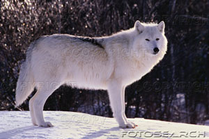 white-wolf-~-CB013226.jpg
