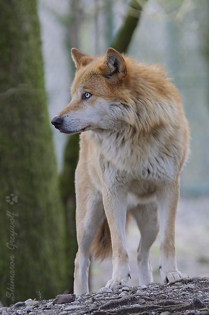 BlondeWolf.jpg