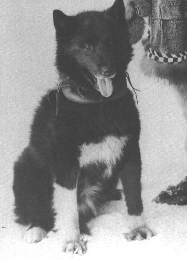 balto.jpg