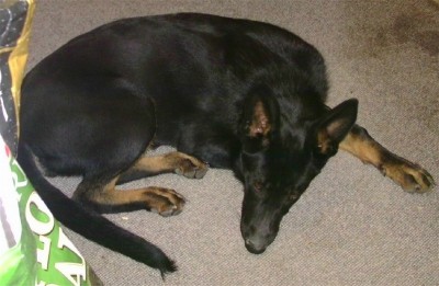 kenai 6 months 2.jpg