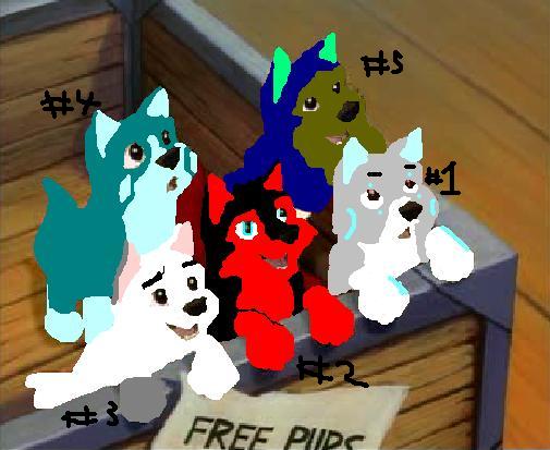 odd pups for adoption with numbers.JPG