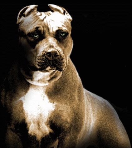 great_pitbull_pic.jpg
