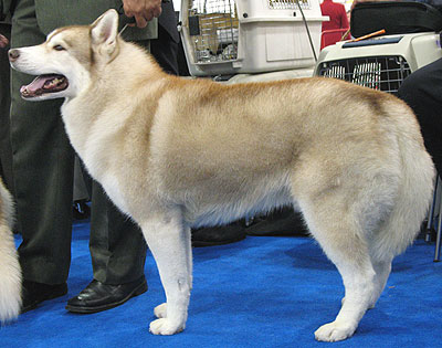 siberian_husky_h02.jpg