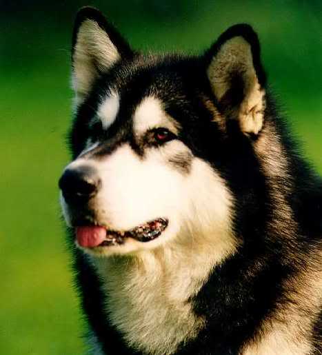 fmalamute16.jpg