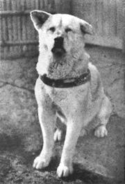 180px-Hachiko.JPG