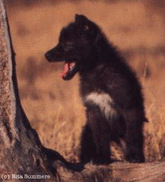black_wolf_pup[1].gif