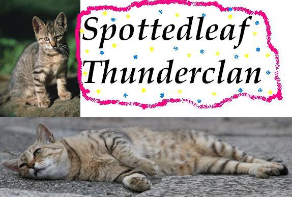 Spottedleaf thunderclan.JPG