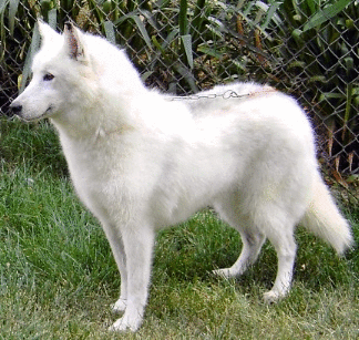 untitled4071469806-iaza.gif