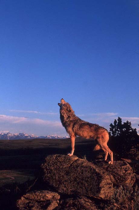 wolf1.jpg