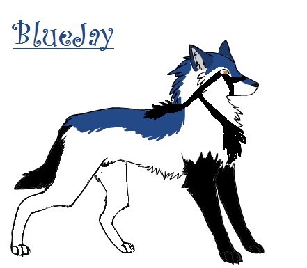blujay_fixed.jpg