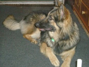 HuskycrossGsduntitledShanook.jpg
