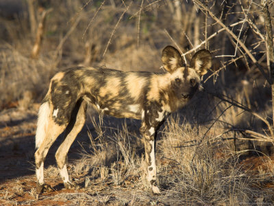 743-395~African-Wild-Dog-Lycaon-Pictus-Venetia-Limpopo-Nature-Reserve-South-Africa-Africa-Posters.jpg